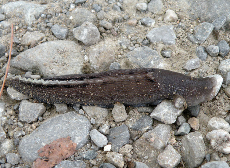 Limax aldrovandi Moquin-Tandon 1855 dall''Appennino Reggiano